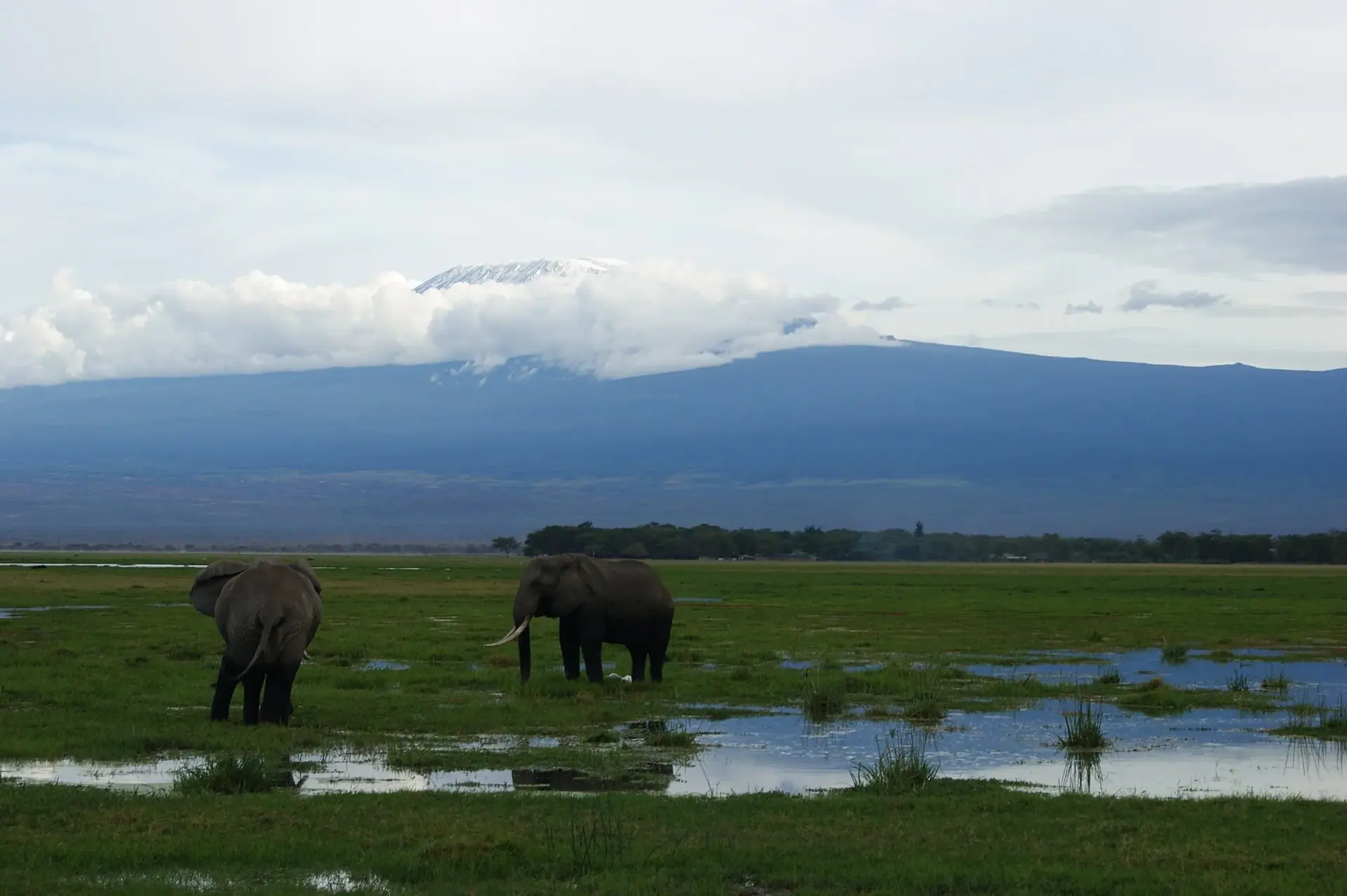 African elephants beneath Kilimanjaro