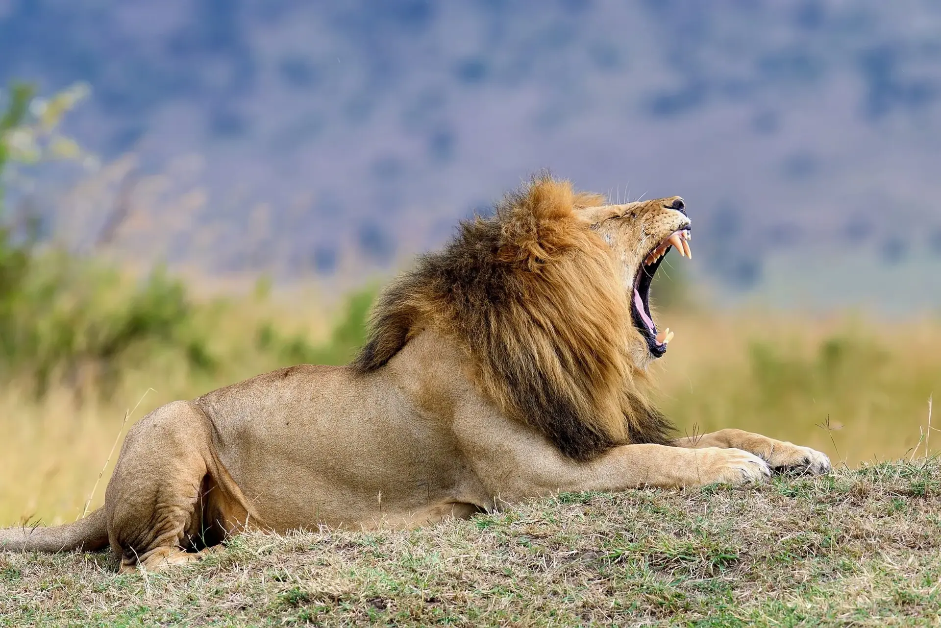 Lion