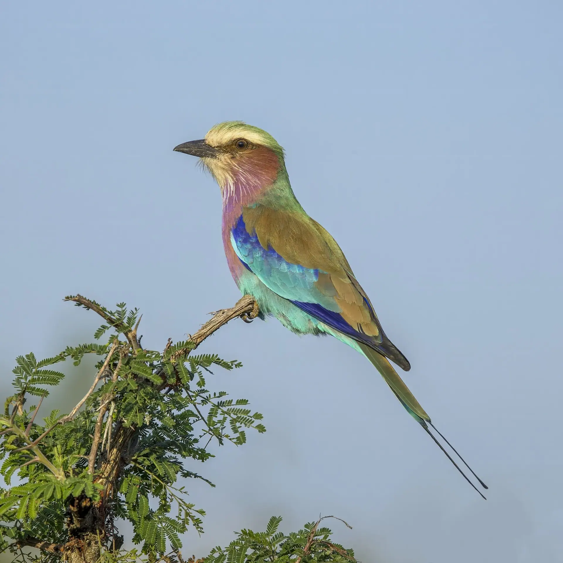 Lilac-breasted Roller
