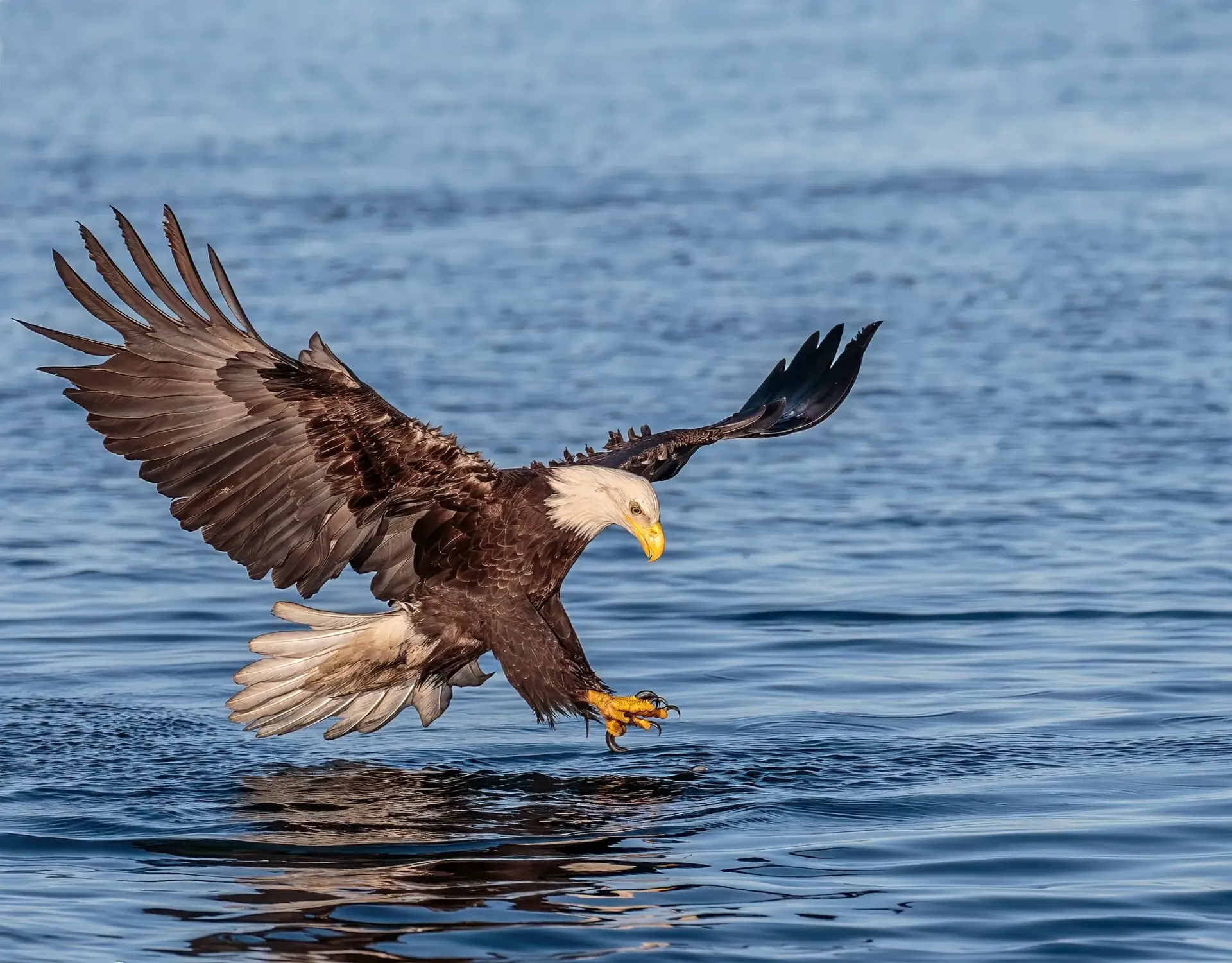 Bald Eagle over the water