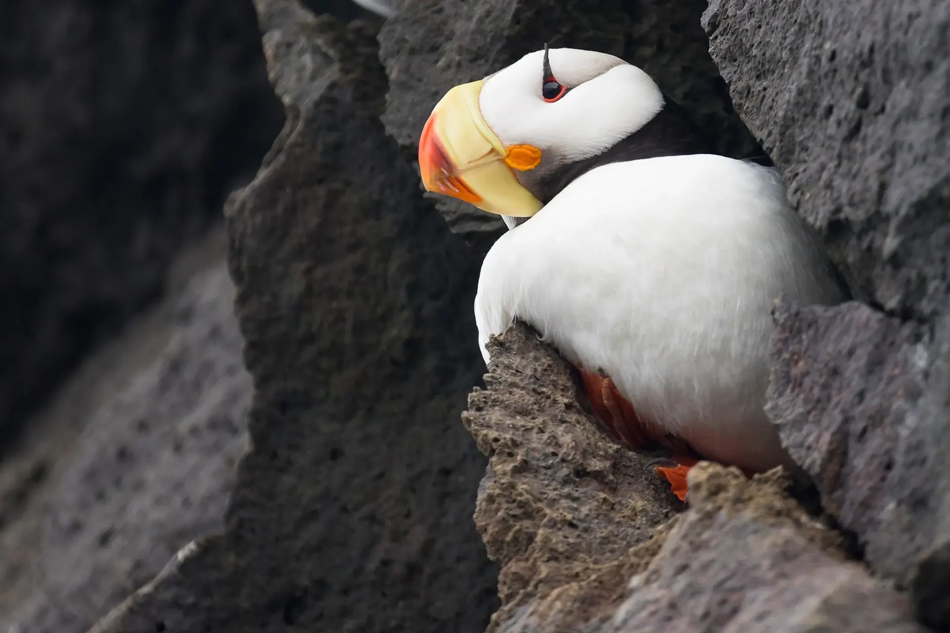 Horned Puffin