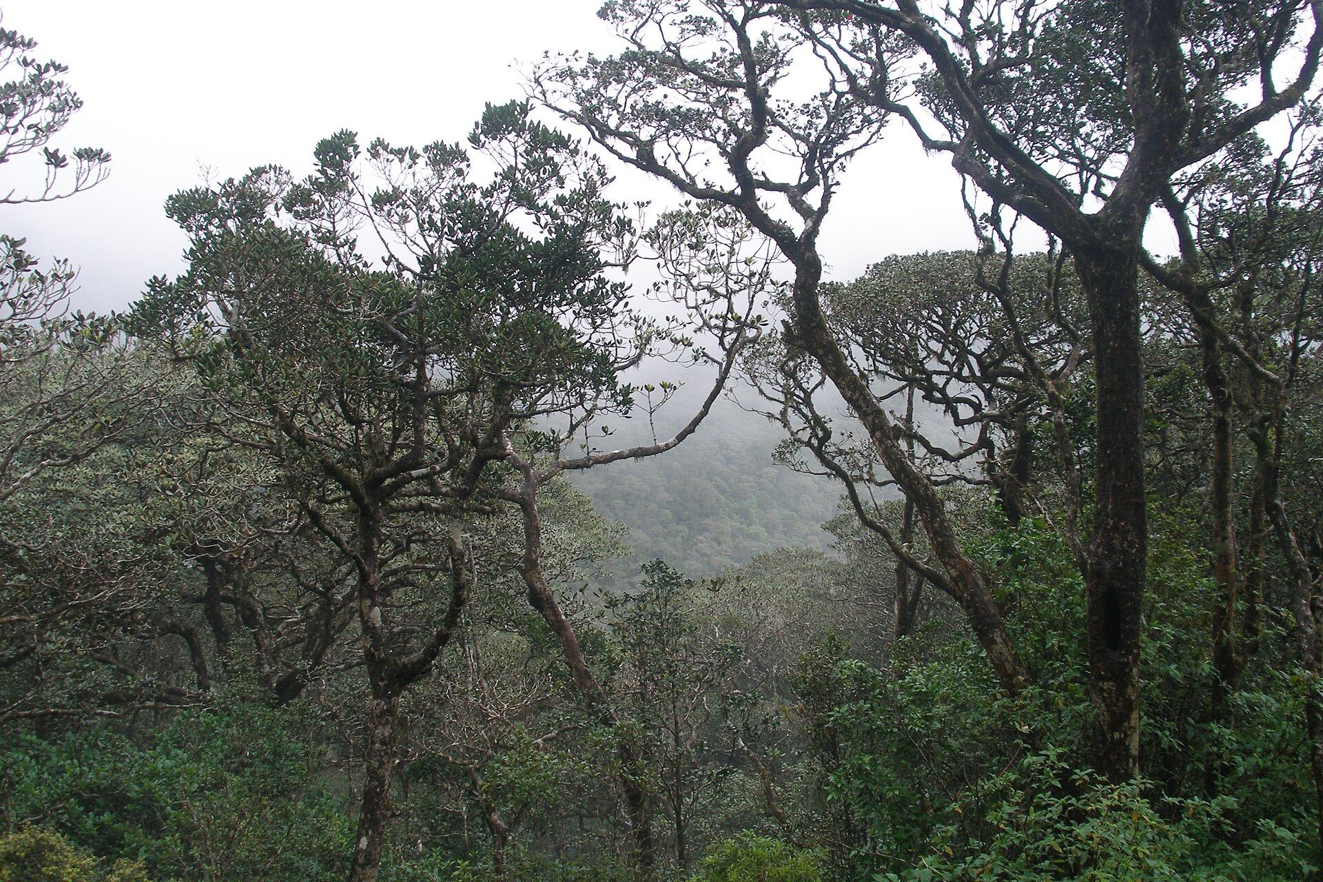 Rainforest