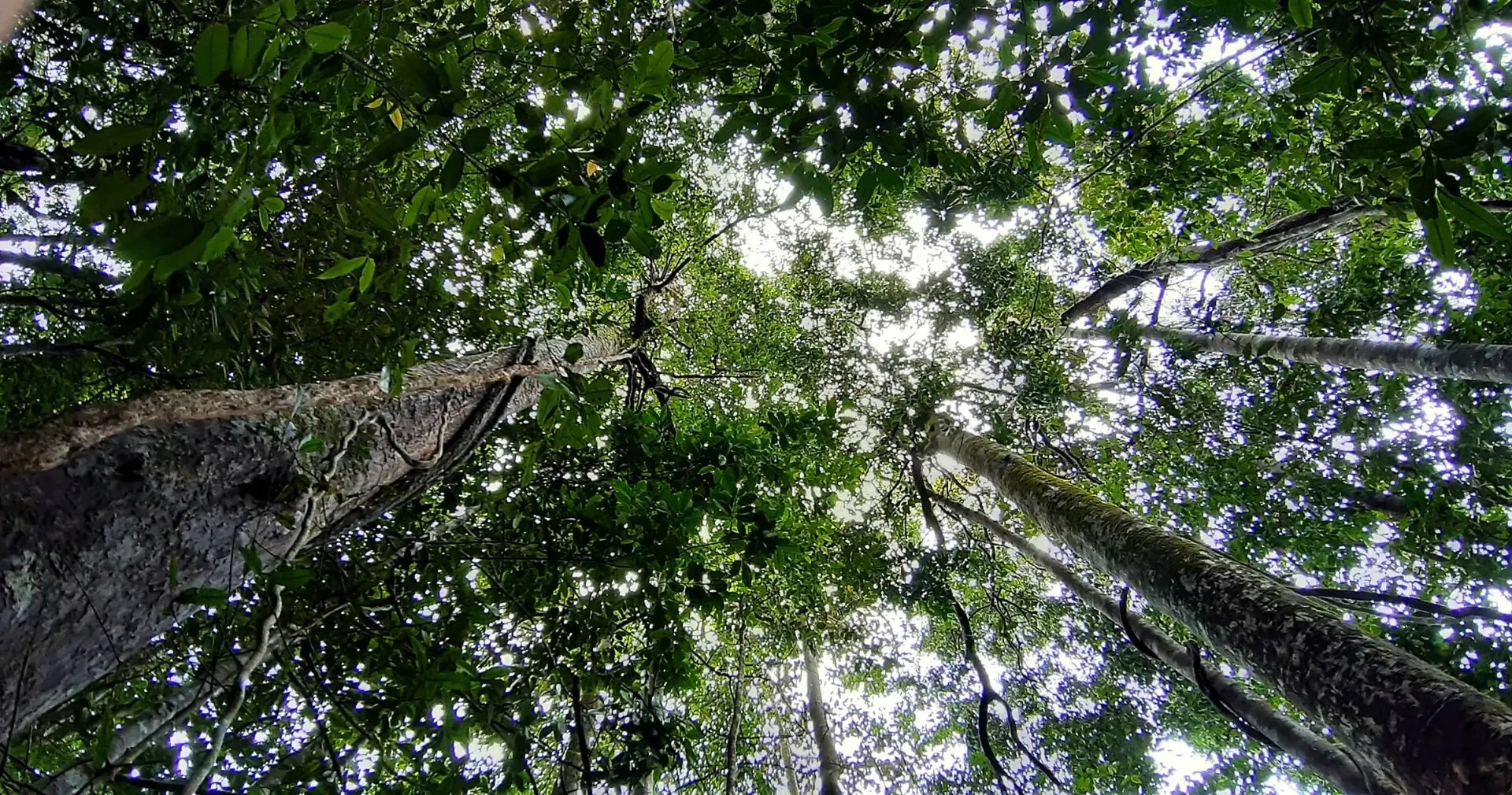 Sinharaja canopy