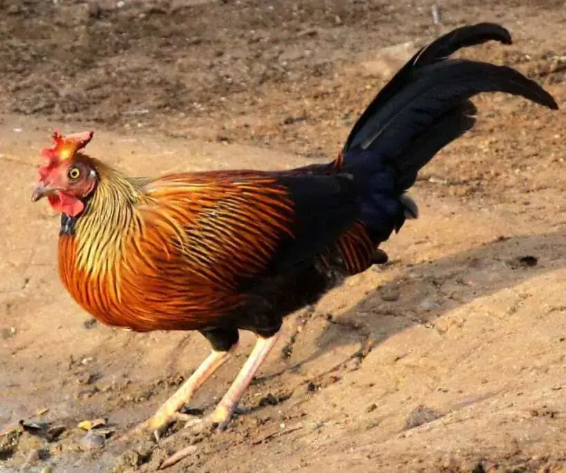 Sri Lanka Junglefowl
