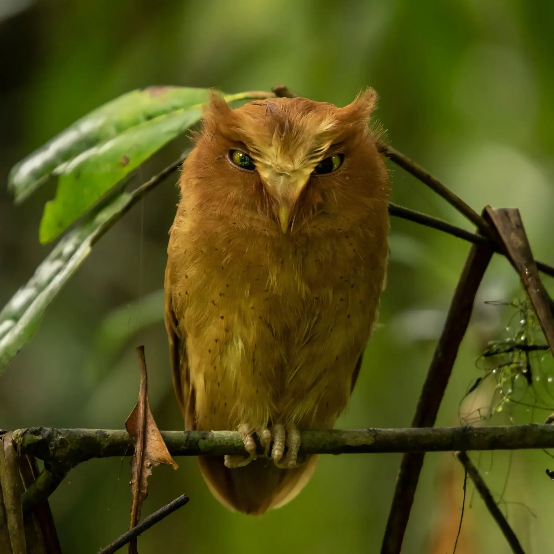 Serendib Scops Owl