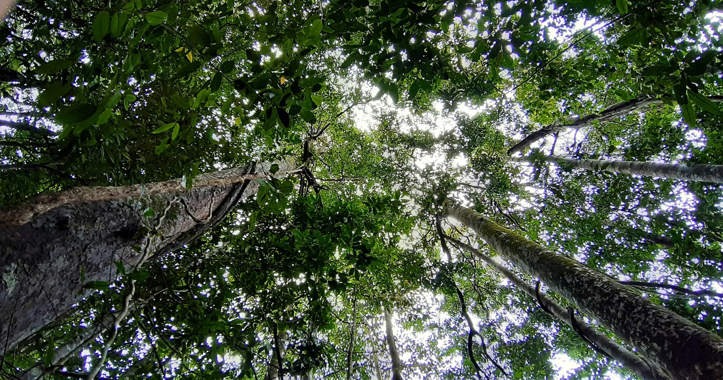 The canopy of Sinharaja rainforest