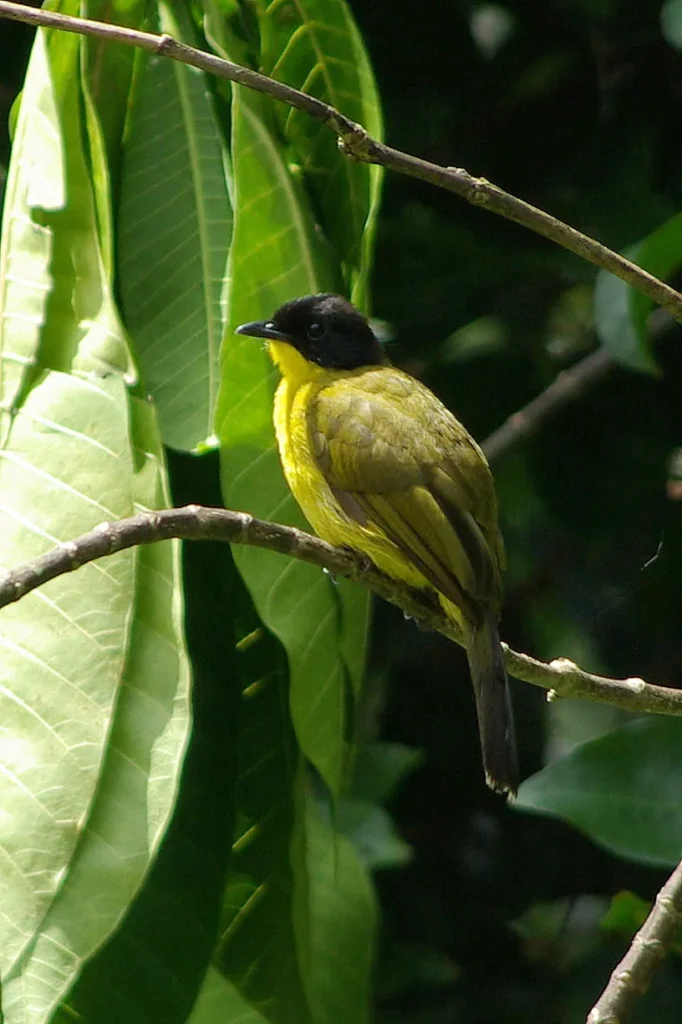 Black-capped Bulbul (Rubigula melanicterus)