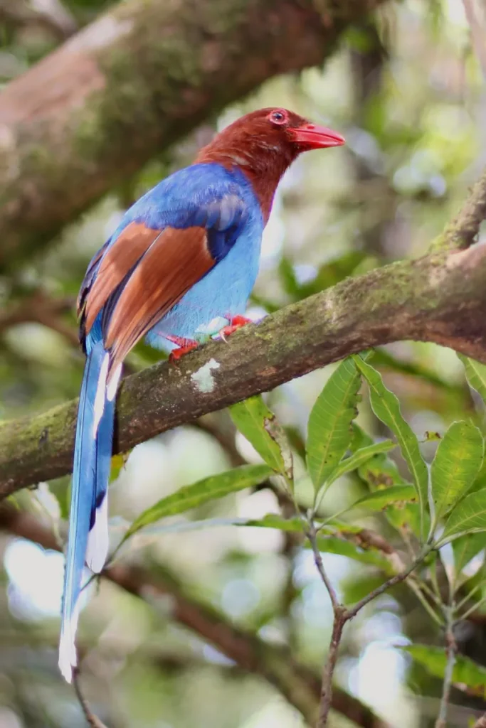 Sri Lanka Blue Magpie (Urocissa ornata)