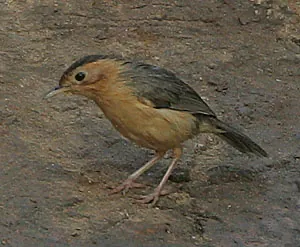 Brown-capped Babbler (Pellorneum fuscocapillus)