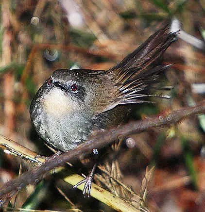 Sri Lanka Bush Warbler (Elaphrornis palliseri)
