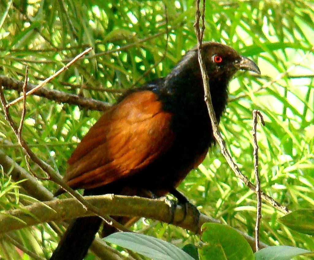 Green-billed Coucal (Centropus chlororhynchos)