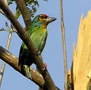 Crimson-fronted Barbet (Psilopogon rubricapillus)