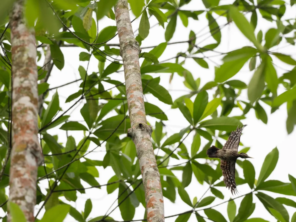 Crimson-backed Flameback (Chrysocolaptes stricklandi)