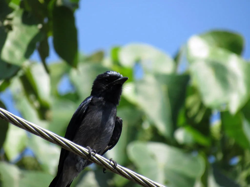 Sri Lanka Drongo (Dicrurus lophorinus)