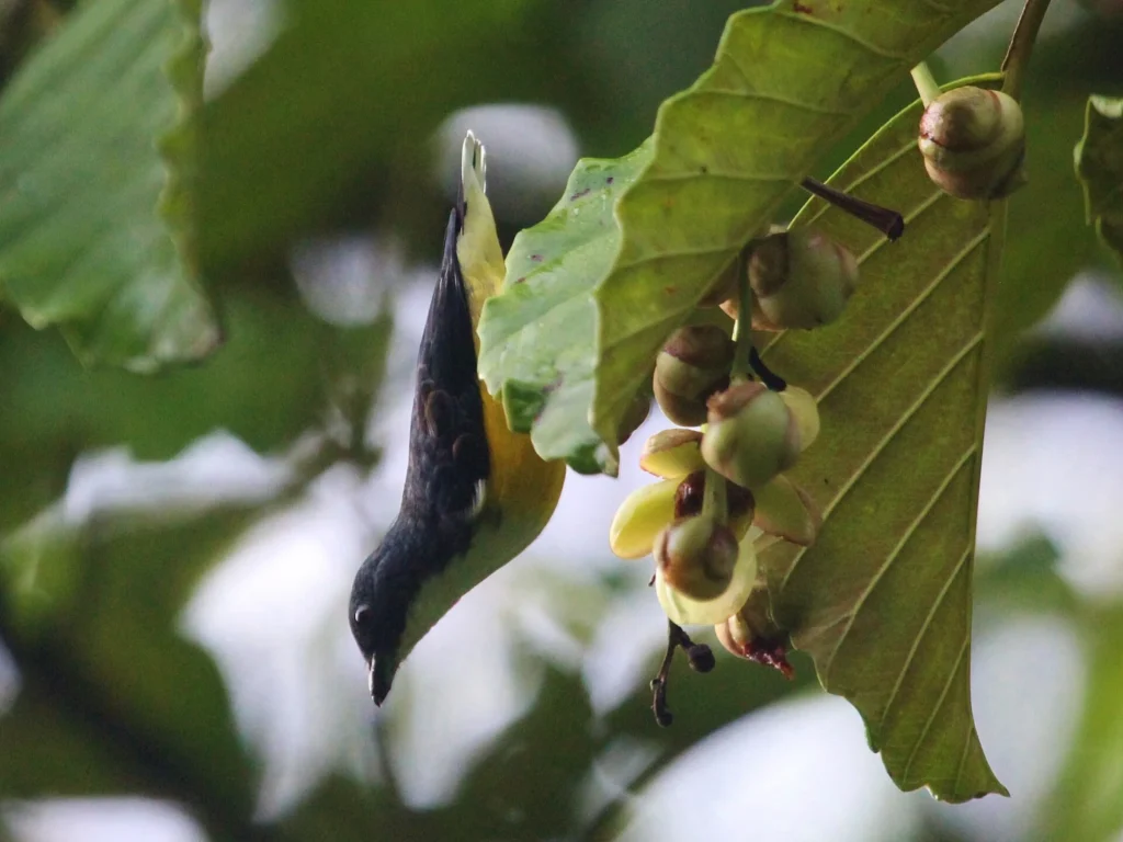 Legge's Flowerpecker (Dicaeum vincens)