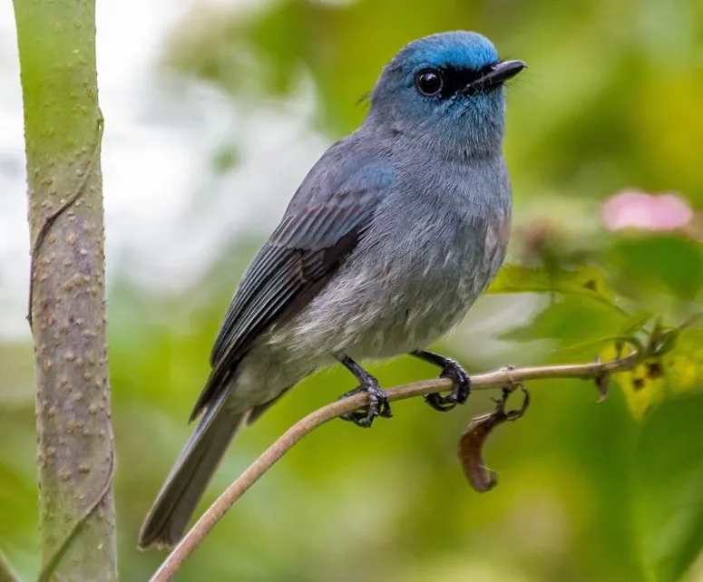 Dull-blue Flycatcher (Eumyias sordidus)