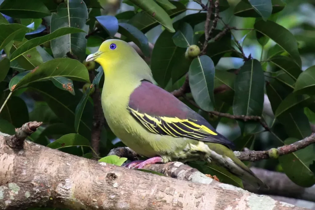 Sri Lanka Green Pigeon (Treron pompadora)