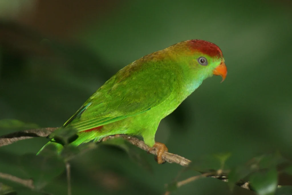 Sri Lanka Hanging Parrot (Loriculus beryllinus)