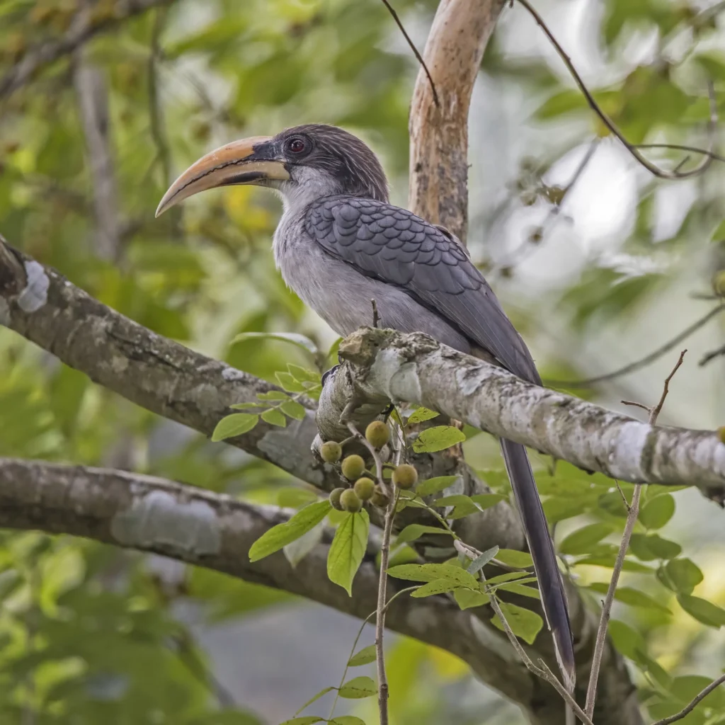 Sri Lanka Grey Hornbill (Ocyceros gingalensis)
