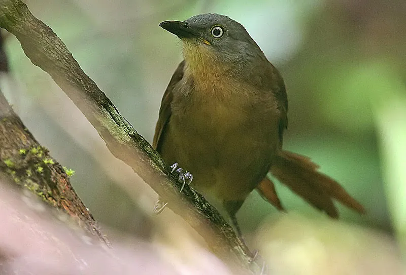 Ashy-headed Laughingthrush (Argya cinereifrons)
