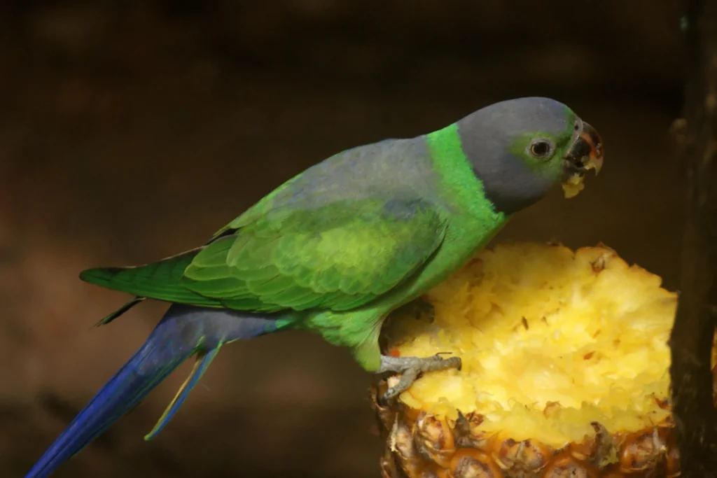 Layard's Parakeet (Psittacula calthrapae)