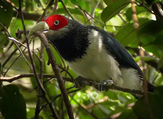 Red-faced Malkoha (Phaenicophaeus pyrrhocephalus)