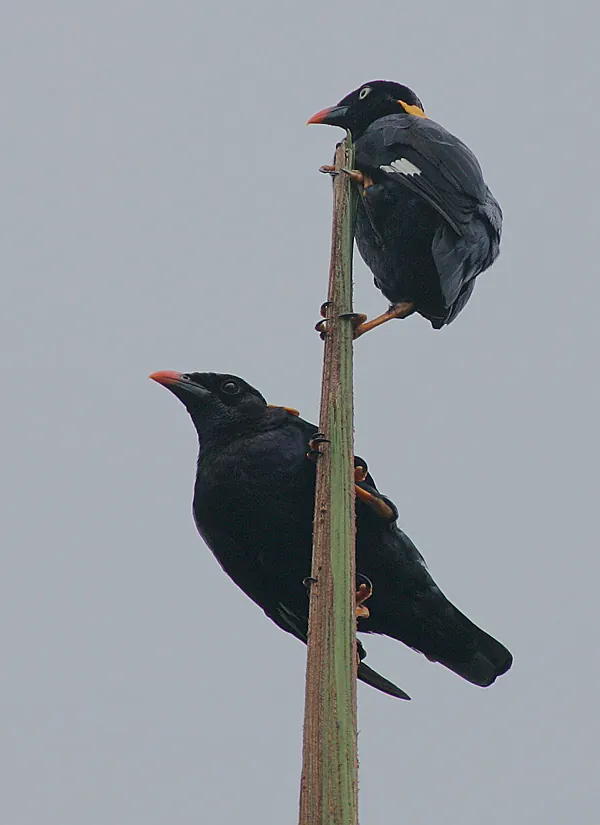 Sri Lanka Myna (Gracula ptilogenys)