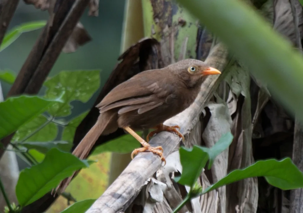 Orange-billed Babbler (Argya rufescens)
