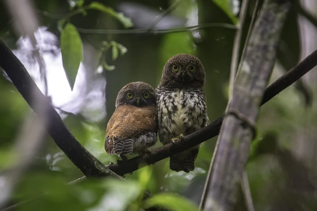 Chestnut-backed Owlet (Glaucidium castanotum)