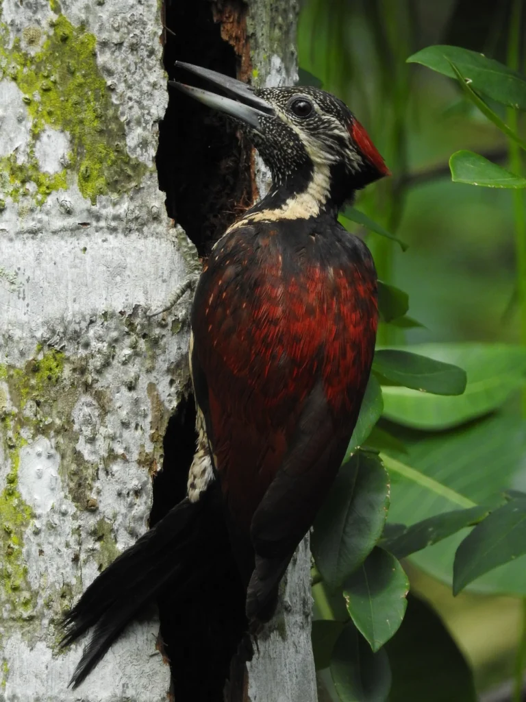 Red-backed Flameback (Dinopium psarodes)