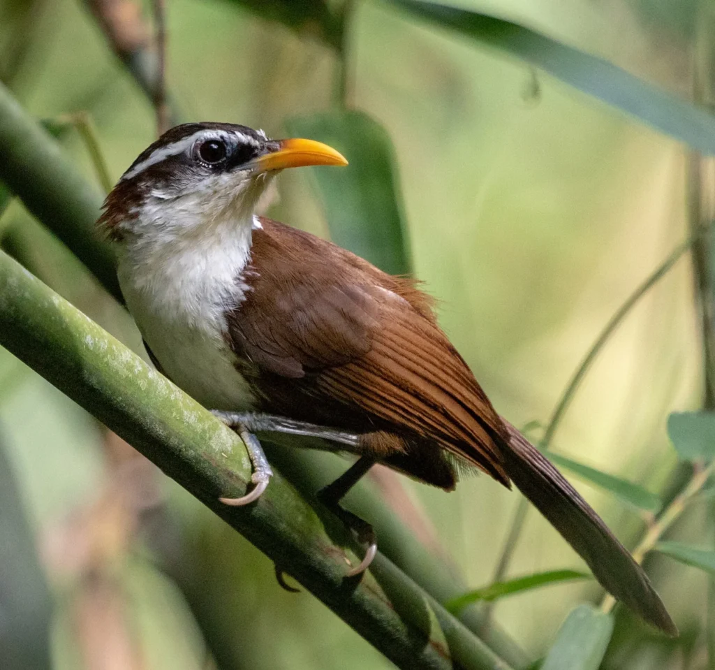 Sri Lanka Scimitar Babbler (Pomatorhinus melanurus)