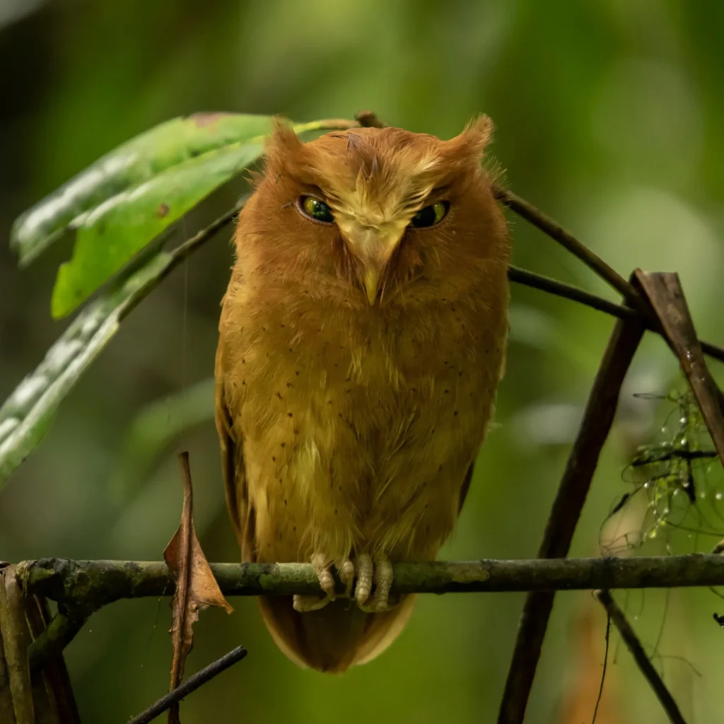 Serendib Scops Owl (Otus thilohoffmanni)