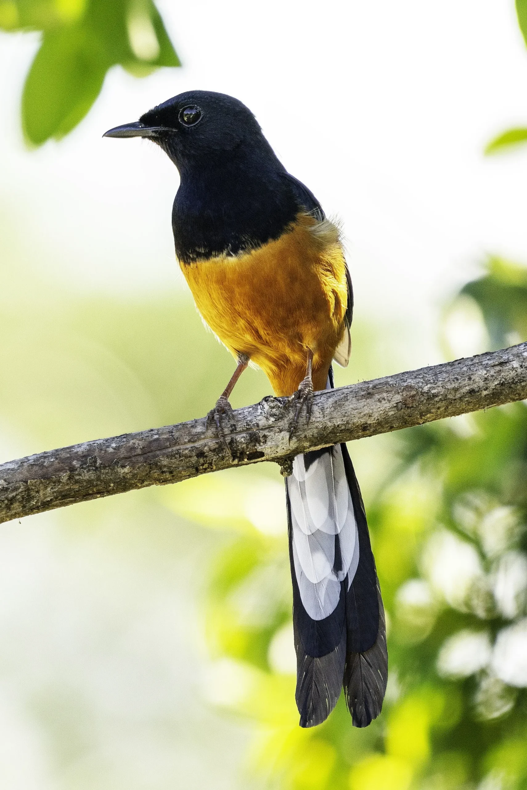 Sri Lanka Shama (Copsychus leggei)