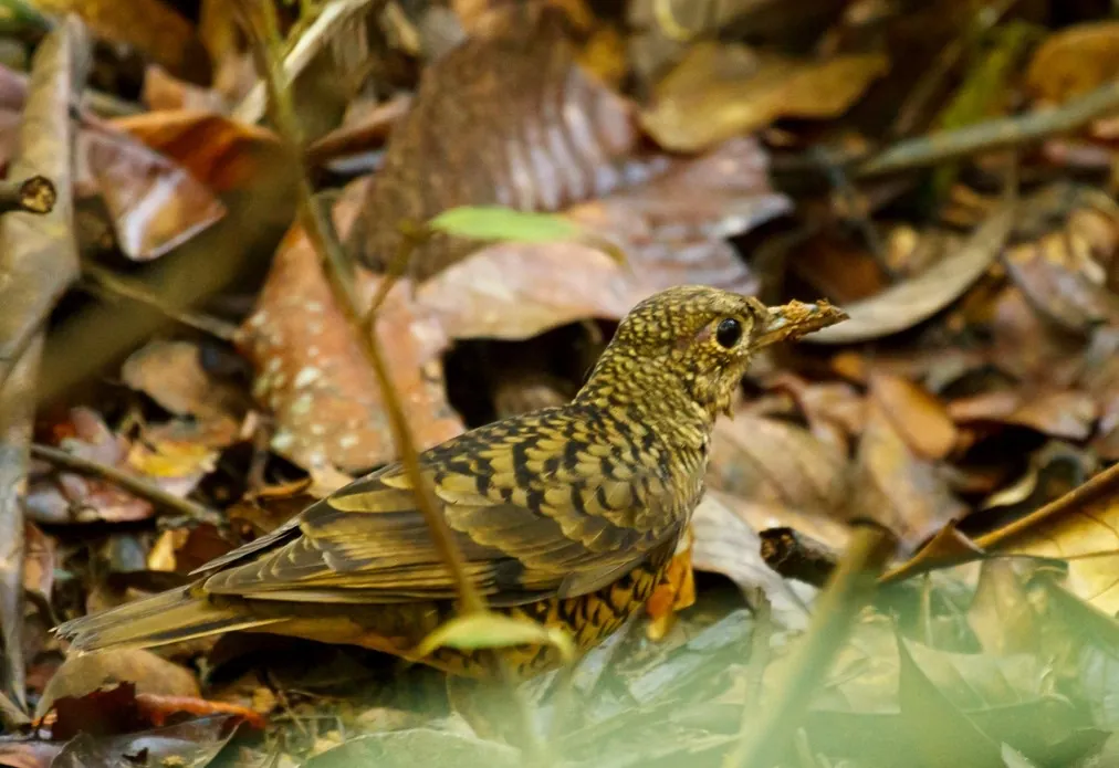 Sri Lanka Thrush (Zoothera imbricata)