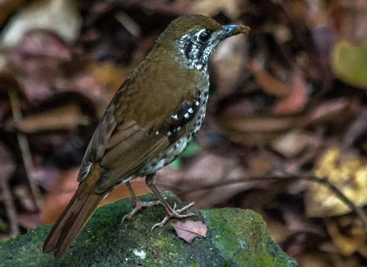 Spot-winged Thrush (Geokichla spiloptera)