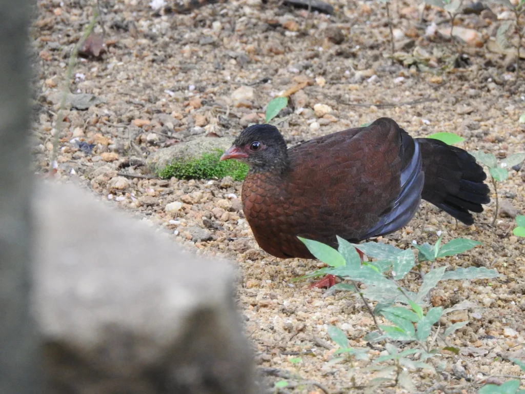 Sri Lanka Spurfowl (Galloperdix bicalcarata)