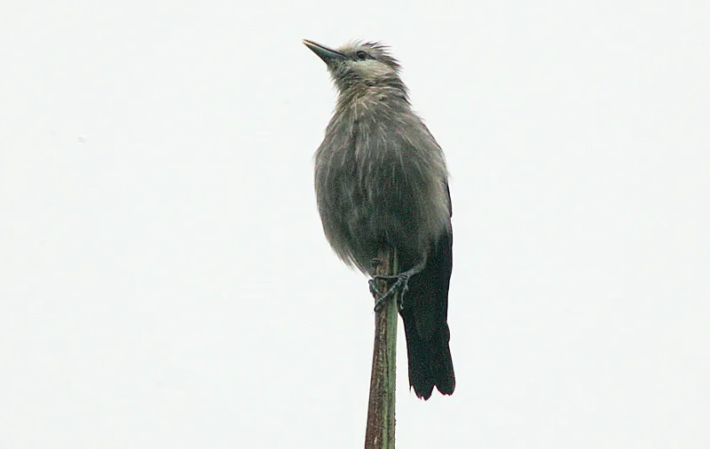 White-faced Starling (Sturnornis albofrontatus)