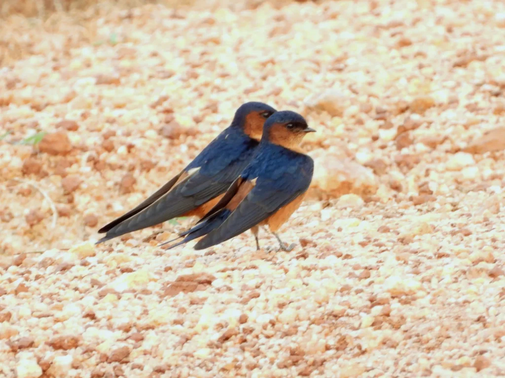 Sri Lanka Swallow (Cecropis hyperythra)