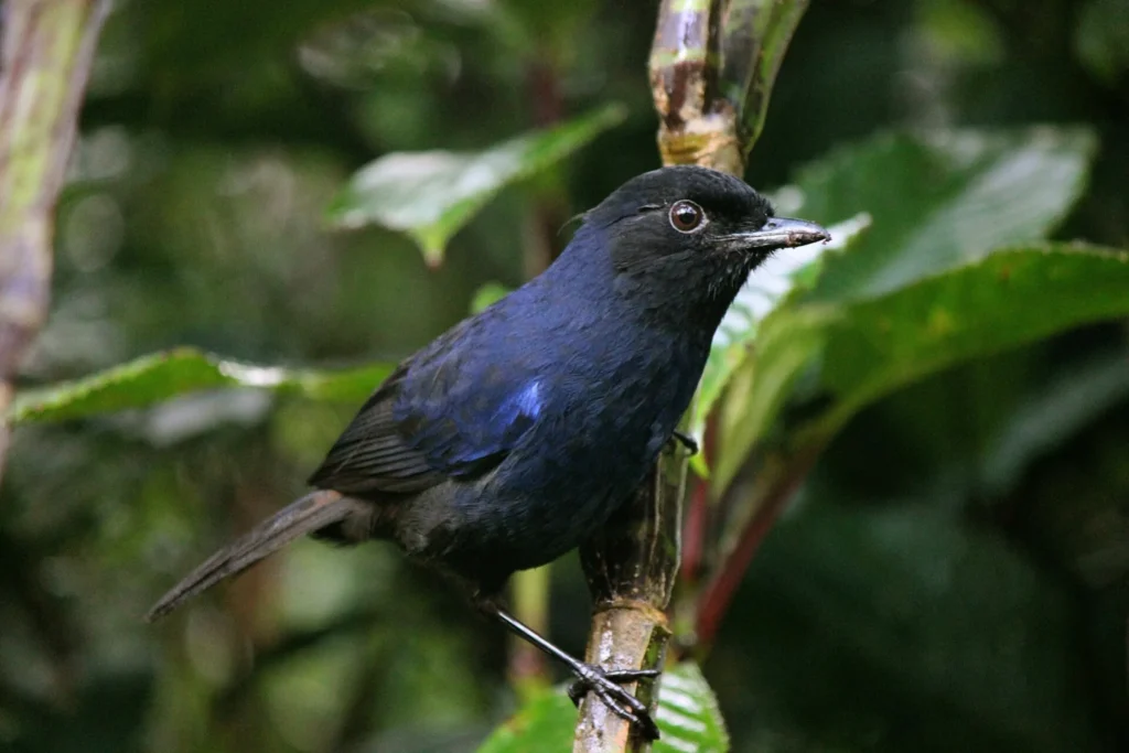 Sri Lanka Whistling Thrush (Myophonus blighi)