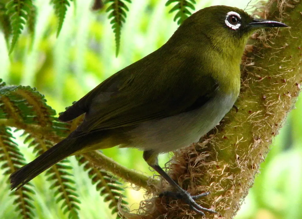 Sri Lanka White-eye (Zosterops ceylonensis)