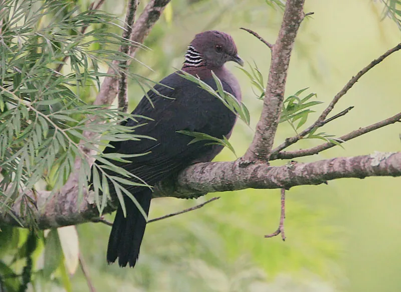 Sri Lanka Wood Pigeon (Columba torringtoniae)