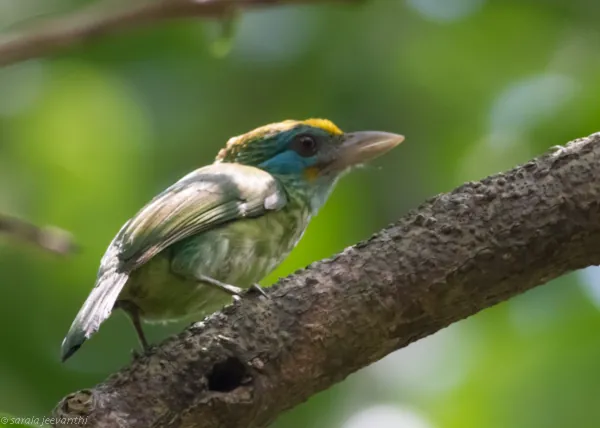Yellow-fronted Barbet (Psilopogon flavifrons)