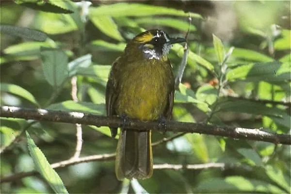 Yellow-eared Bulbul (Pycnonotus penicillatus)